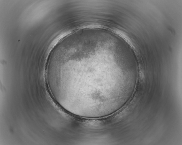 X0000090931282200708061556