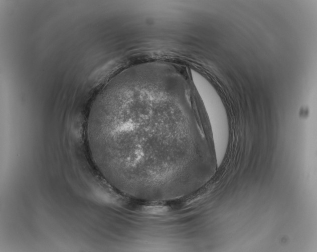 X0000090930266200708131459