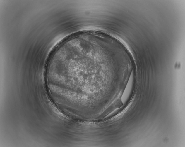 X0000090930783200708131453