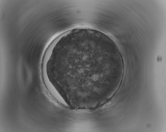 X0000090930864200708131452