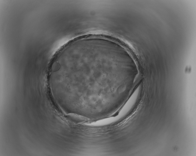 X0000090931263200708131446