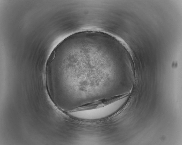 X0000090931295200708131446