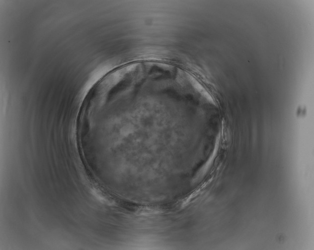 X0000090930099200708201838