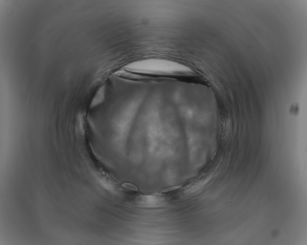 X0000090930286200708201835