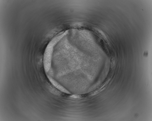 X0000090930477200708201832