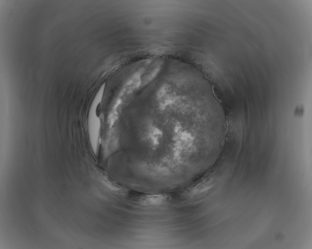 X0000090930479200708201832