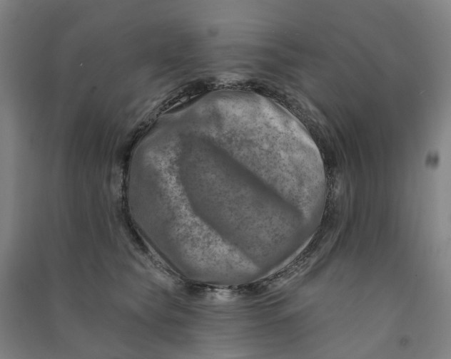 X0000090930565200708201831