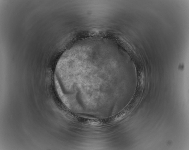 X0000090930659200708201829