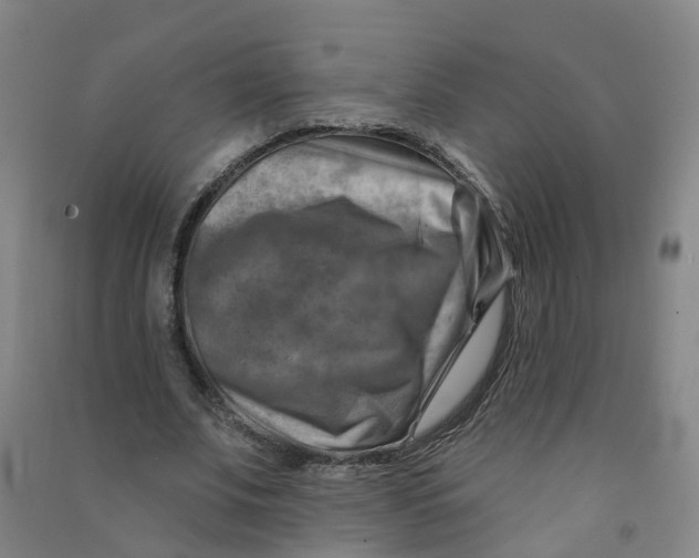 X0000090930679200708201828