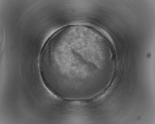 X0000090930855200708201826