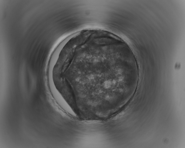 X0000090930864200708201826