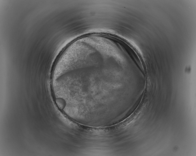 X0000090930895200708201825