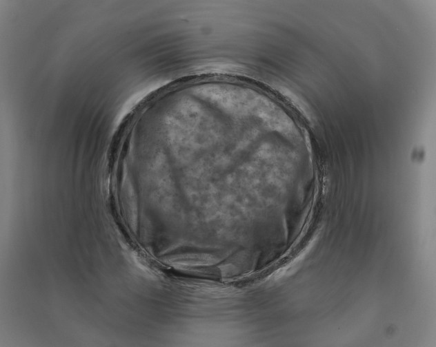 X0000090931117200708201822