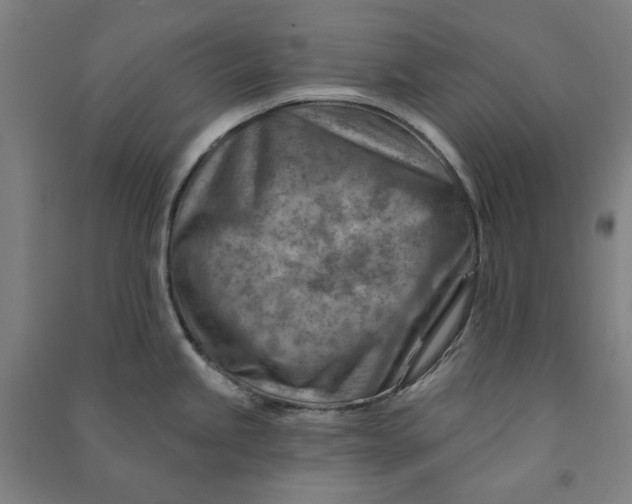 X0000090931245200708201821