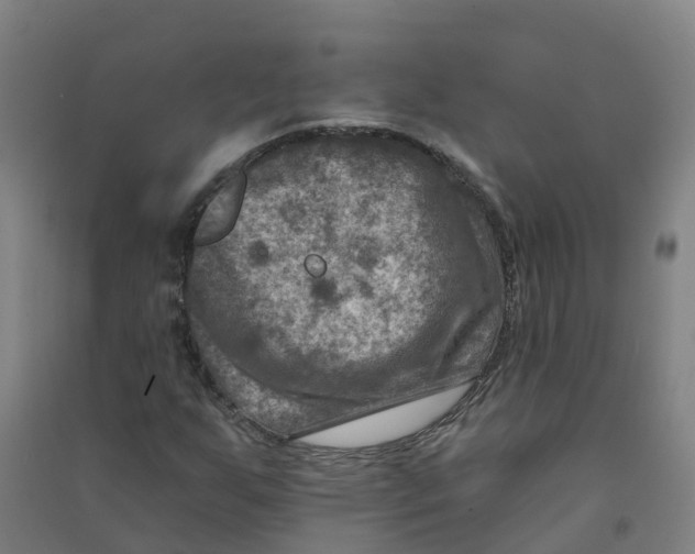 X0000090931255200708201820