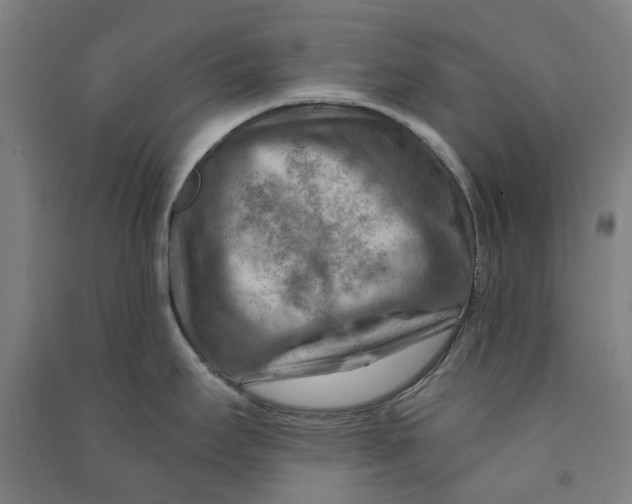 X0000090931295200708201820