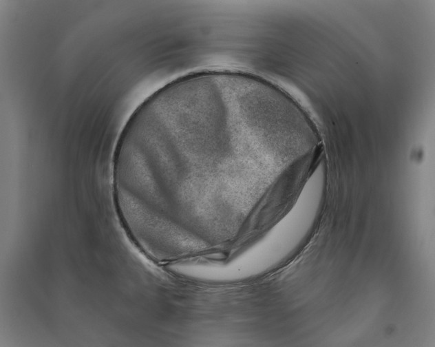 X0000090931335200708201820