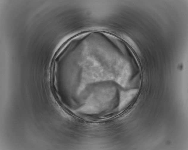 X0000090931436200708201818