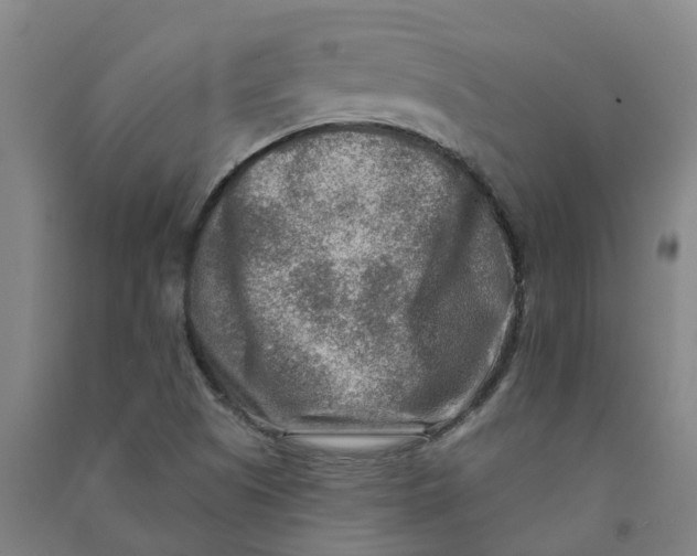 X0000090931505200708201817