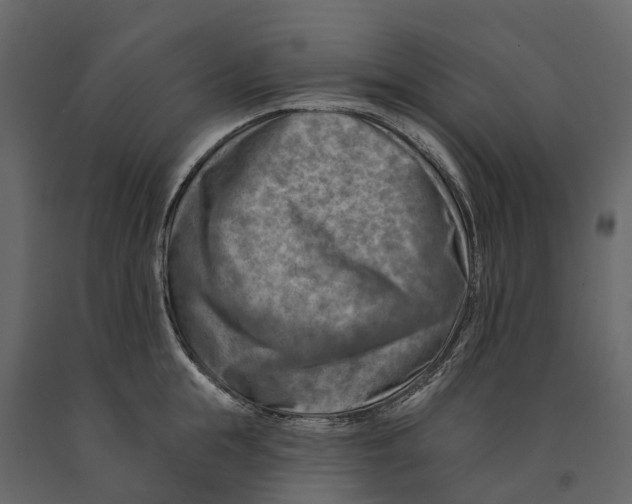 X0000090930855200708271043