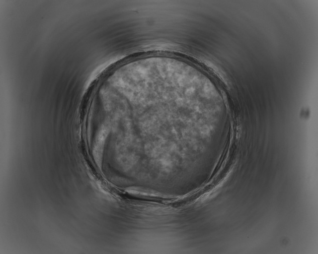 X0000090931117200708271039