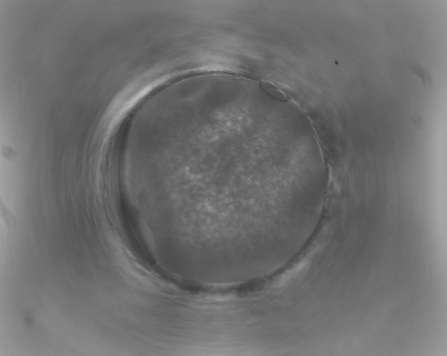 X0000090950247200708021342