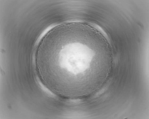 X0000090951243200708021330