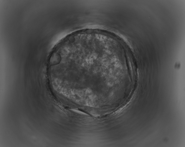 X0000090951263200708241120