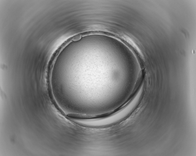 X0000090961068200708091350