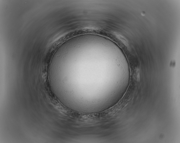 X0000090961015200708161811