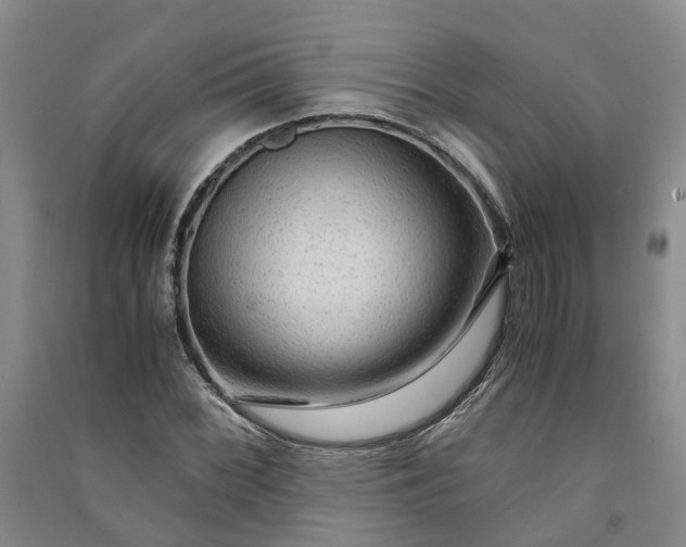 X0000090961068200708161811