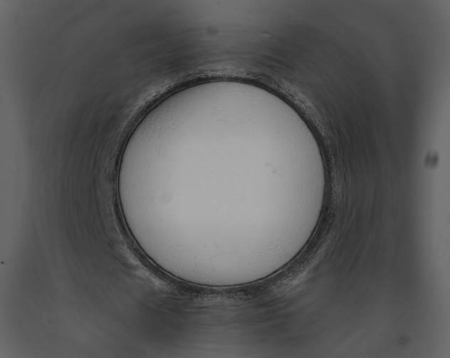 X0000090960625200708241153