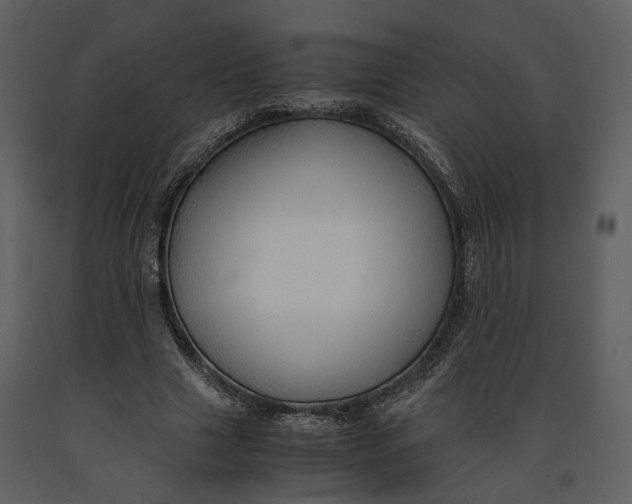 X0000090960633200708241153