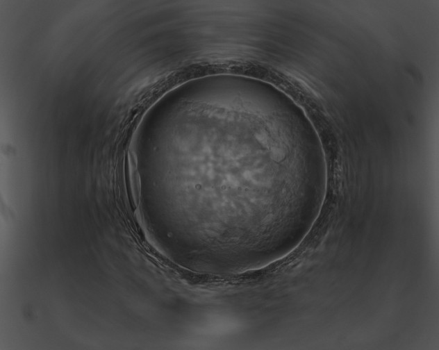 X0000090980917200708021455