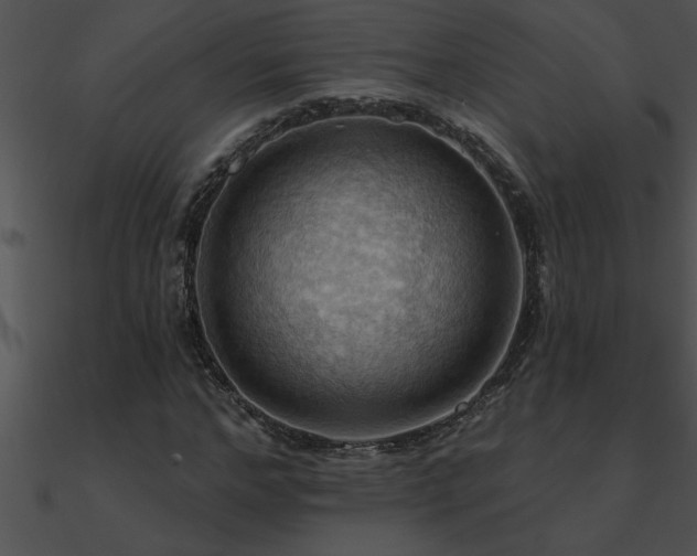 X0000090980968200708021455
