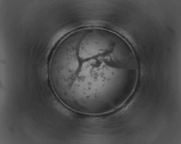X0000090981075200708021453