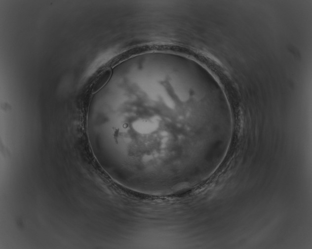 X0000090981255200708021451