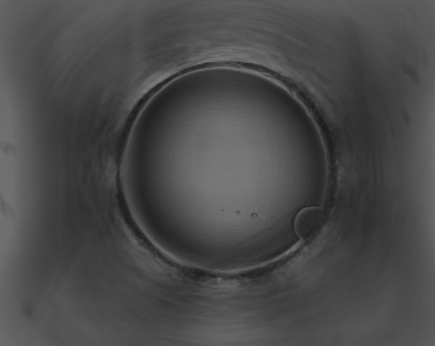 X0000090981505200708021448
