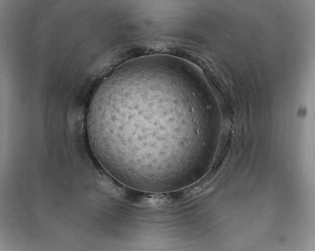 X0000090980466200708161900
