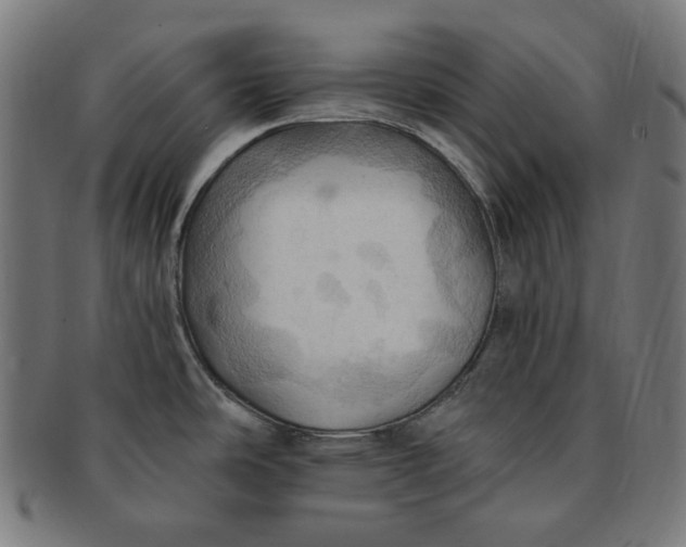 X0000090981486200708241352