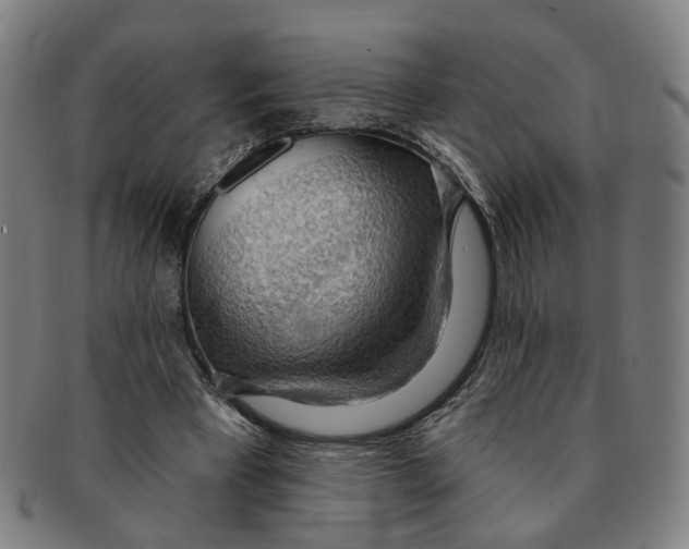 X0000090980393200708301254