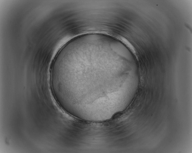 X0000090981096200708301243