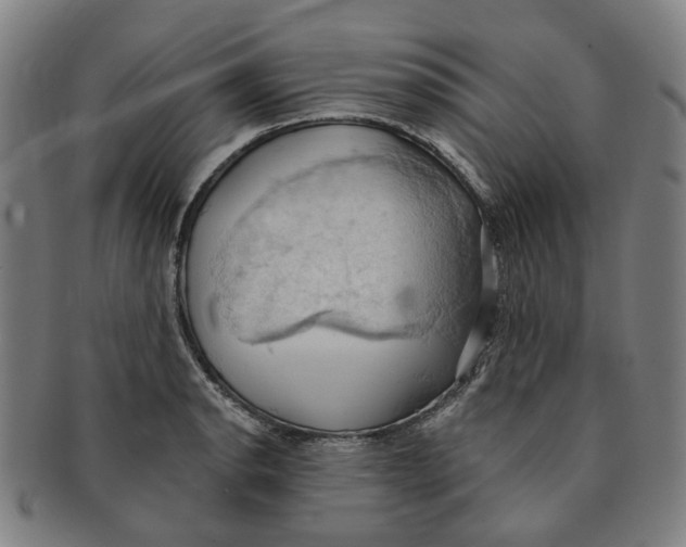 X0000090981134200708301243