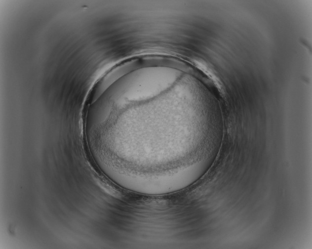 X0000090981372200708301239