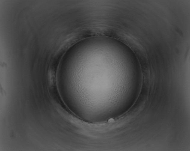 X0000090990038200708021532