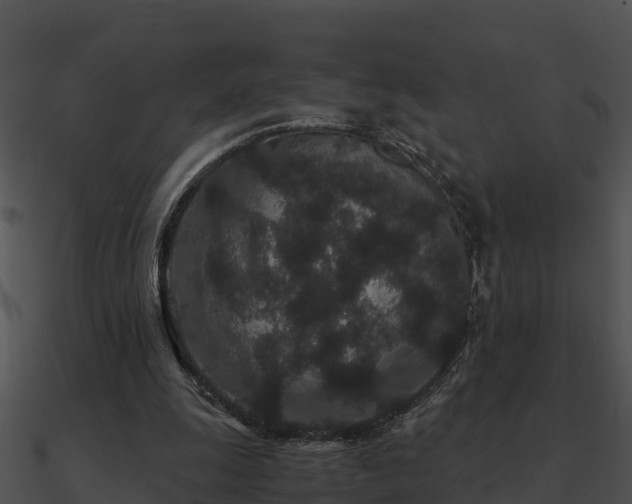 X0000090990247200708021529