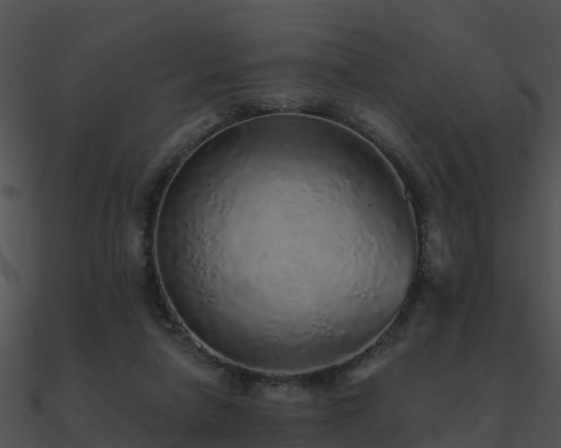 X0000090990258200708021529