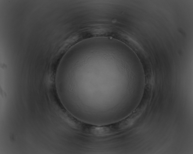 X0000090990277200708021529