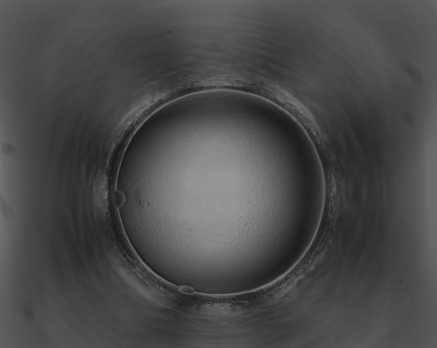 X0000090990298200708021528