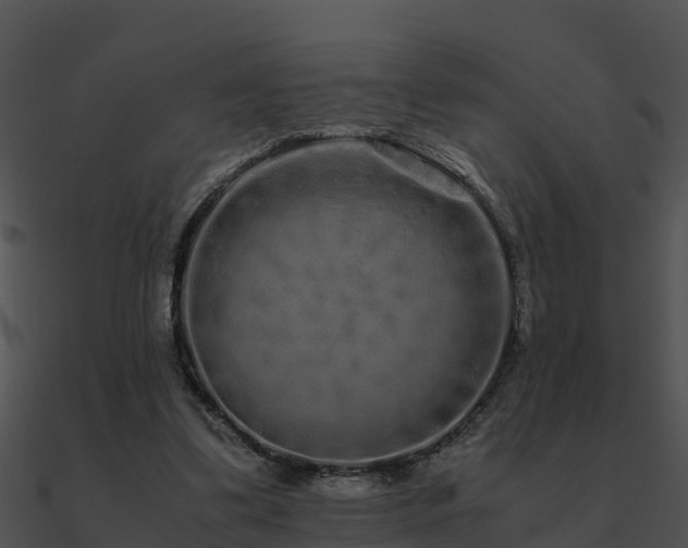X0000090990299200708021528
